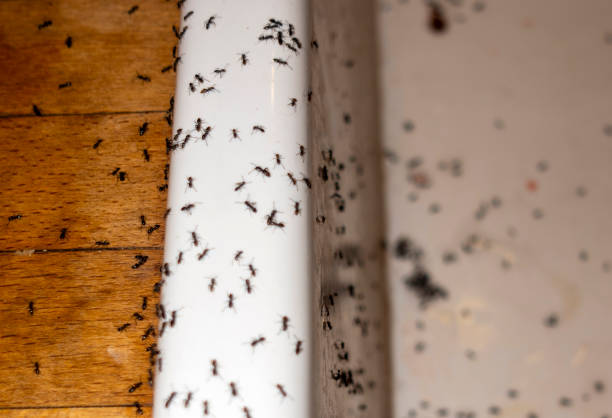 Best Local Pest Control Services  in Chelan, WA
